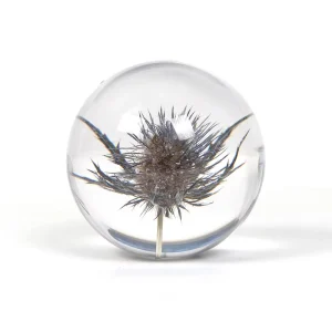 Eryngium Flower in 80mm clear Resin Sphere for Home Decor Item