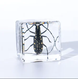 Real Amber with Insect Types of Insects Resin Gifts Resin Epoxy Crafts Handmade Craft Gifts Resin Art Designs Specimen